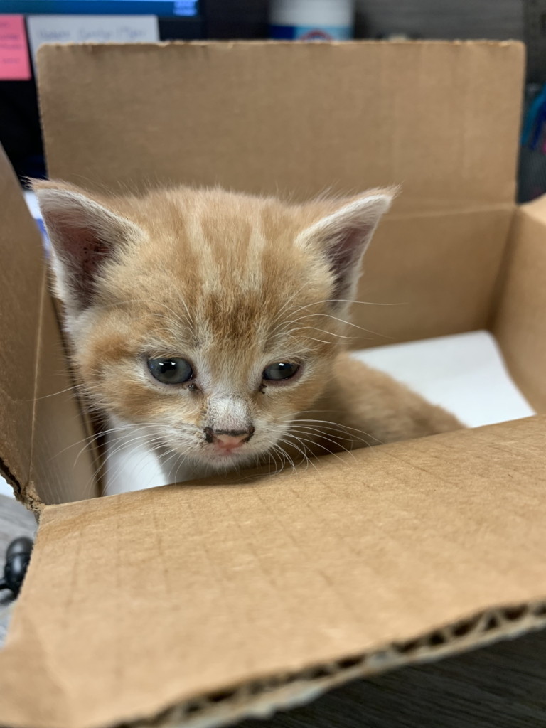 A Fur-ever Friendship: The Story of Gordie the Cat